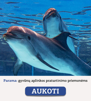 Aukoti delfinų žaislams