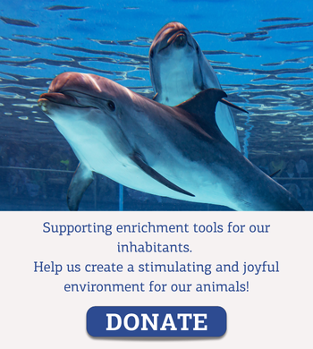 Donate for dolphin toys