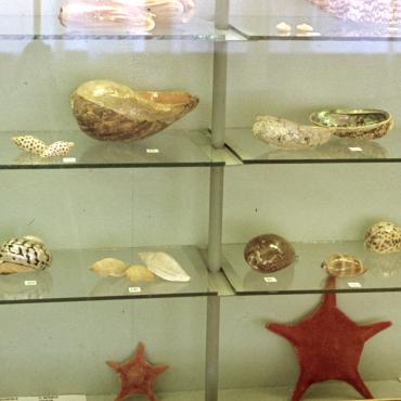 Pirmoji jūrų gamtos ekspozicija namelyje H. Manto g. 14, parengta locmano F. Rimkevičiaus kolekcijos pagrindu. Apie 1971–1975 m. Nuotraukos autorius nežinomas. Lietuvos jūrų muziejus